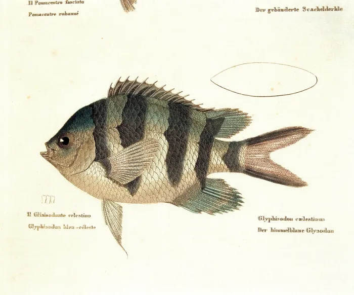 Framed Print : Unknown, Color lithographs with fishes, 1830, 19th Century, litography, Italy, Private collection (499808) Everett CollectionMondadori Portfolio**US SALES ONLY** Framed Print : Unknown, Color lithographs with fishes, 1830, 19th Century, litography, Italy, Private collection (499808) Everett CollectionMondadori Portfolio**US SALES ONLY**
