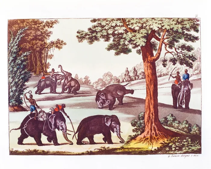 Framed Print : Unknown, The various stages of the capture of an elephant in India, 1827, 19th Century, color print, Italy, Lombardy, Milan