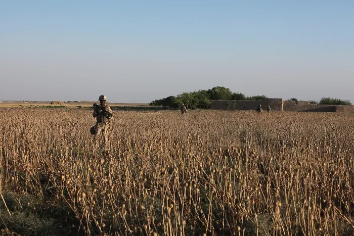 Framed Print : U.S. Marines patrol through a poppy field in Washir Afghanistan. Afghan government officials are sponsoring a program to replace poppy crops with wheat Framed Print : U.S. Marines patrol through a poppy field in Washir Afghanistan. Afghan government officials are sponsoring a program to replace poppy crops with wheat