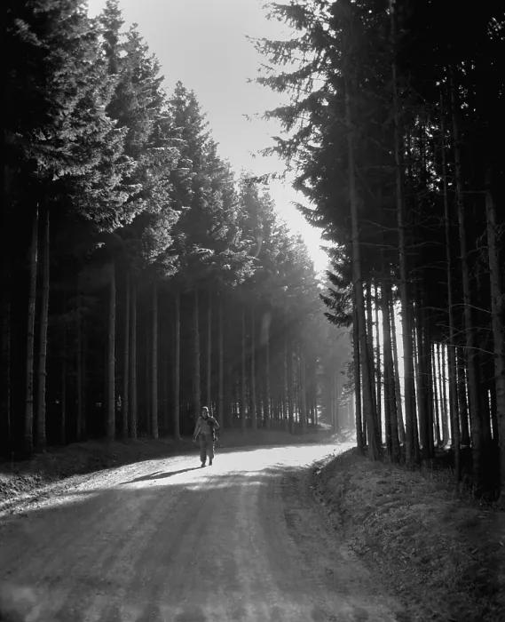 Framed Print : U.S. soldier walks the road through a forest in the Bastogne area. He was returning from the front lines of the Battle of the Bulge in Belgium or Luxembourg. December 27, 1944