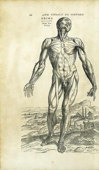 Framed Print : Vesalius, Andreas (1514-1564). 'De Humanis Corporis Fabrica'. First edition of the work executed in Basel in 1543. Anatomy of the human muscles. Etching. FRANCE. Paris