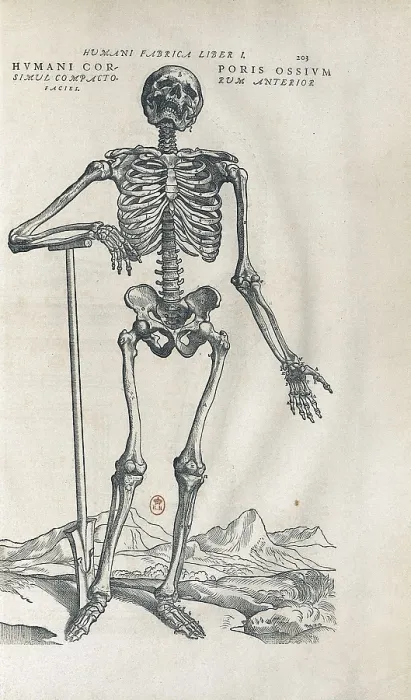 Framed Print : Vesalius, Andreas (1514-1564). 'De Humanis Corporis Fabrica'. First edition of the work executed in Basel in 1543. Human skeleton. Etching. FRANCE. Paris