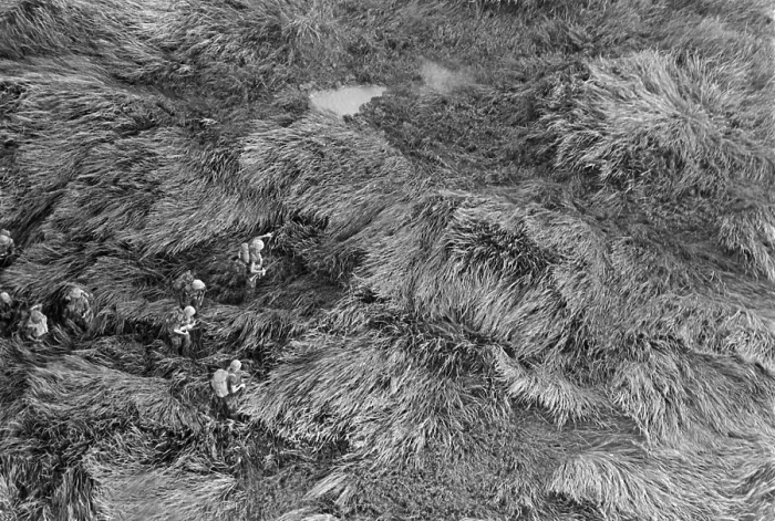 Framed Print : Vietnam War. Aerial view of US Marines advancing through five-foot-high elephant grass during Operation Meade River