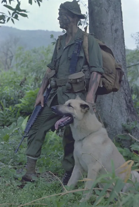 Framed Print : Vietnam War. Camouflaged US Marine and his scout dog named Major in Vietnam. Nov. 1967