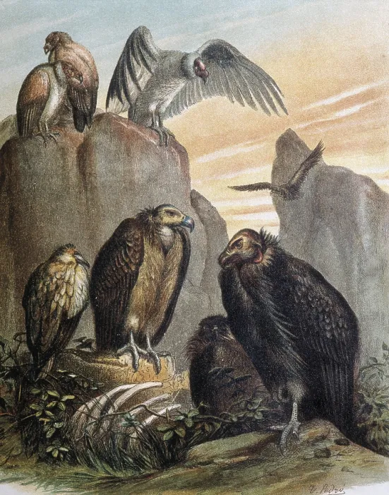 Framed Print : Vultures. Engraving after a drawing by a F.Padro. - J. Bedmar / Iberfoto / Everett Collection (379011)**US SALES ONLY**