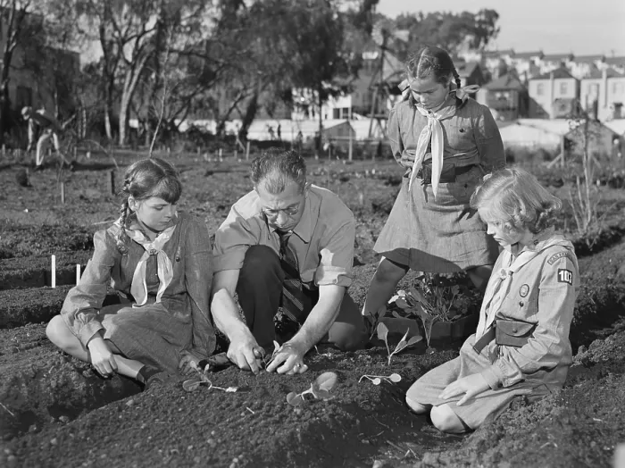 Framed Print : West coast Victory Gardens at San Francisco's Junior College during World War 2. Professor Harry Nelson helps Girl Scouts transplanting young vegetables. Feb.-March, 1943