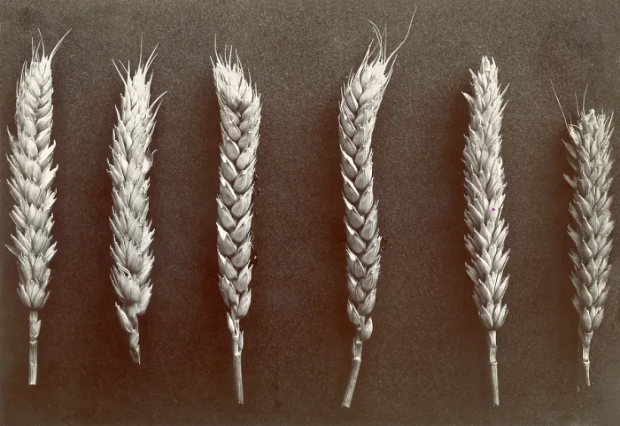 Framed Print : Wheat. Courtesy: CSU Archives  /  Everett Collection