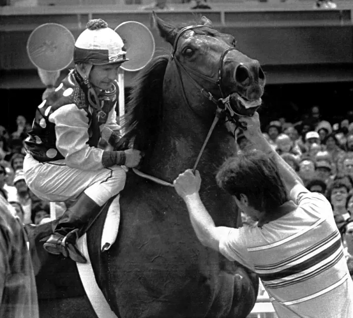 Framed Print : Willie Shoemaker steadies his mount, War Allied, at Hollywood Park, -Inglewood, Calif. 5 / 28 / 1981. Courtesy: CSU Archives  /  Everett Collection