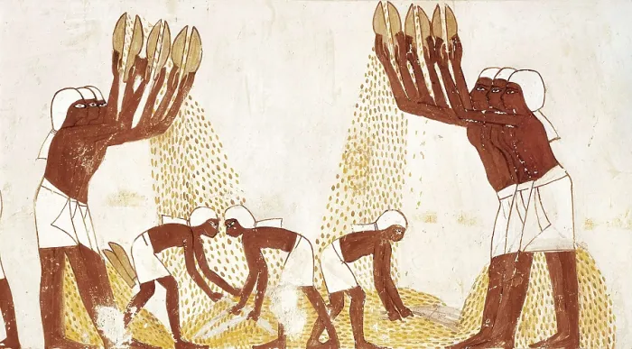 Framed Print : Winnowing of the grain in the threshing floor. s.XIV BC. EGYPT. Luxor. Thebes. 18th Dynasty. Painting that decorated the tomb of Menna, scribe of Thutmose IV. Egyptian art