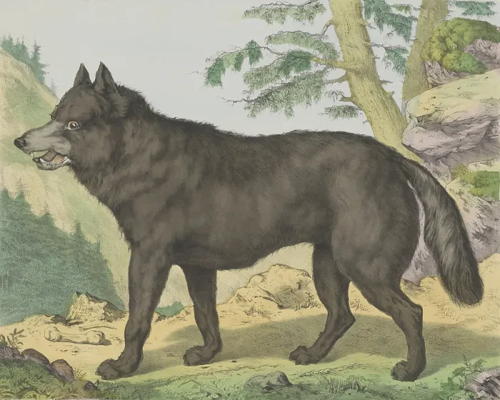 Framed Print : Wolf, by Jos. Scholz and J. Scotti, c. 1830-80, Dutch Print, lithograph. Portrait of wolf in a mountain landscape. (BSLOC_2016_1_243)