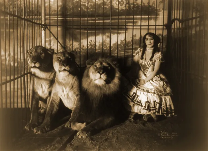 Framed Print : Woman circus performer named Adjie seated in a cage with three lions. 1899 Framed Print : Woman circus performer named Adjie seated in a cage with three lions. 1899