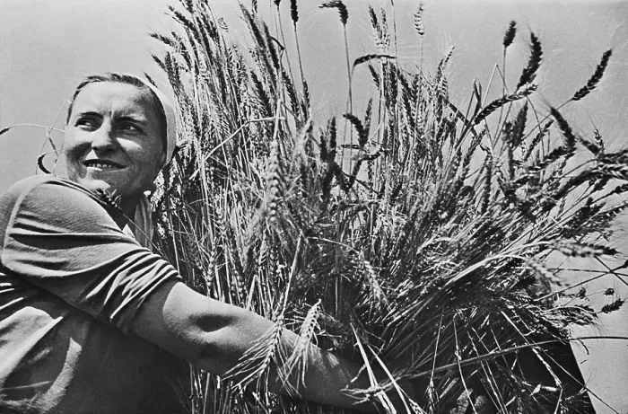 Framed Print : Woman collective farmer with newly harvested wheat. Ca. 1935-40. Near Krasnodar, USSR, (BSLOC_2015_2_255) Framed Print : Woman collective farmer with newly harvested wheat. Ca. 1935-40. Near Krasnodar, USSR, (BSLOC_2015_2_255)