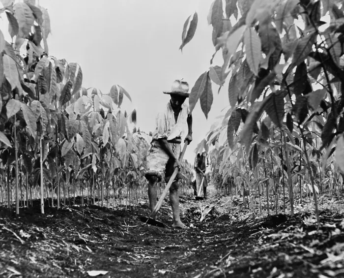 Framed Print : Worker removing weeds with a hoe on a rubber plantation in Guatemala. 1940 Framed Print : Worker removing weeds with a hoe on a rubber plantation in Guatemala. 1940