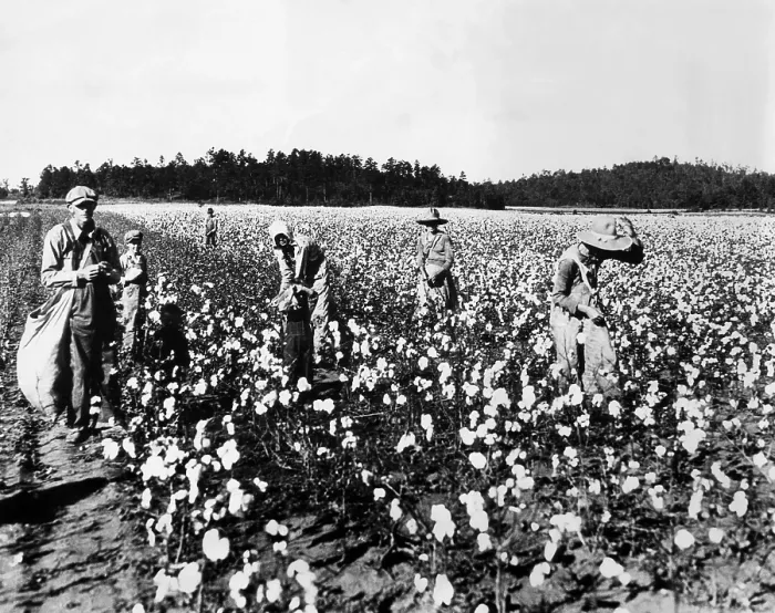 Framed Print : Workers picking cotton, Georgia, 1936. Courtesy: CSU Archives / Everett Collection Framed Print : Workers picking cotton, Georgia, 1936. Courtesy: CSU Archives / Everett Collection