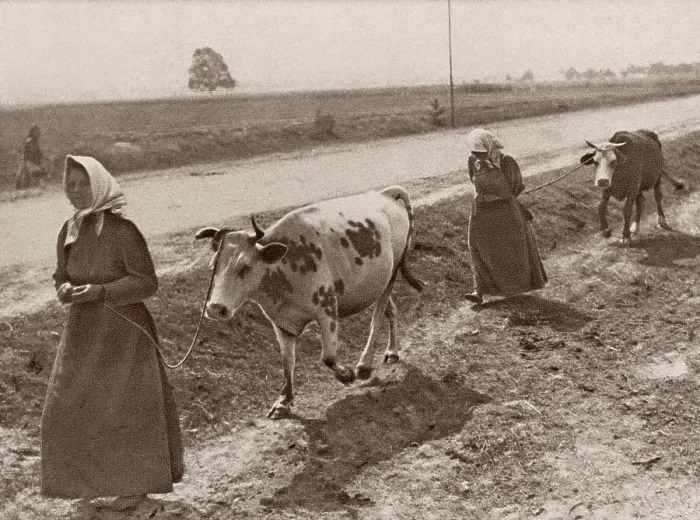 Framed Print : World War 1 in Eastern Europe. Refugee women from Warsaw, their homes in ruins, lead their cows in search for food and shelter. Ca. 1914-15. (BSLOC_2013_1_4) Framed Print : World War 1 in Eastern Europe. Refugee women from Warsaw, their homes in ruins, lead their cows in search for food and shelter. Ca. 1914-15. (BSLOC_2013_1_4)