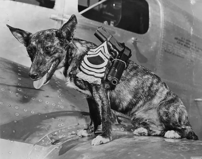 Framed Print : World War II, Poochy, wearing the insignia of a Master sergeant at the Army Flying school, Lubbock, Texas, 1942