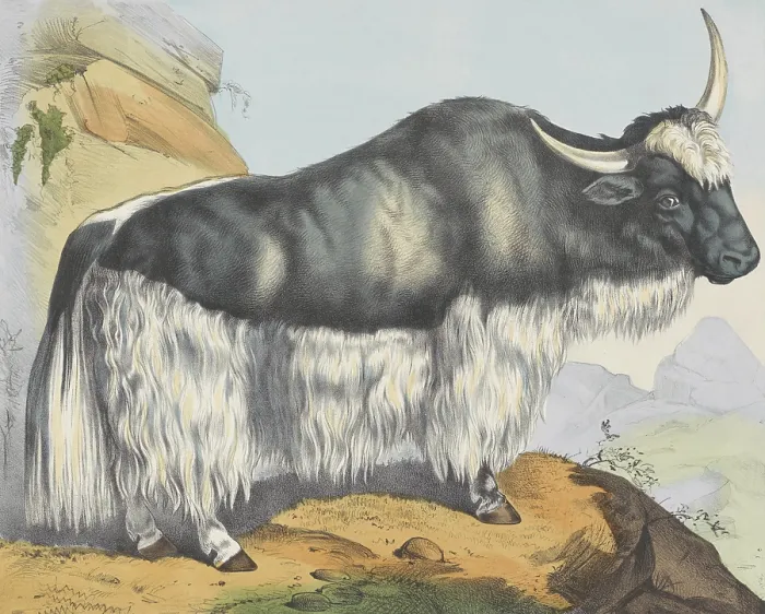 Framed Print : A Yak in a Rocky Landscape, by Jos. Scholz, c. 1830-80, Dutch print, lithograph. (BSLOC_2016_1_247)