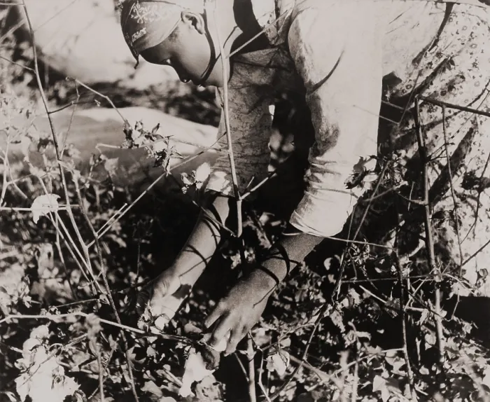 Framed Print : Young African American women picking cotton as a day laborer on Mississippi. October 1938 photo by Marion Post Wolcott