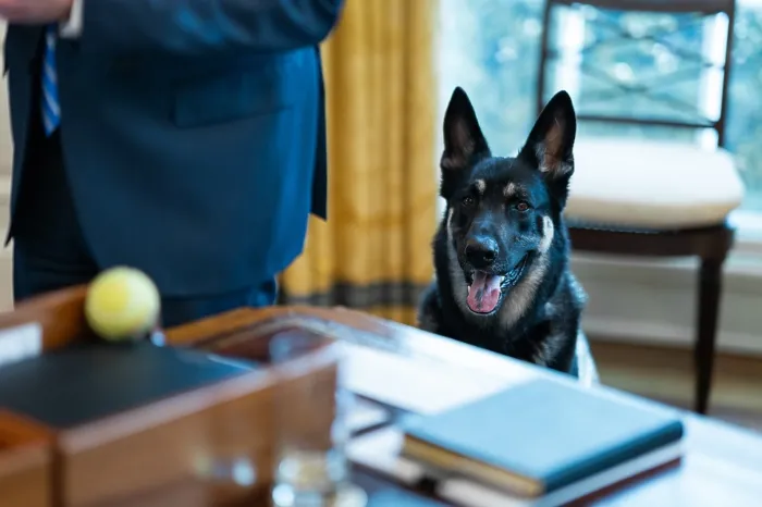 Framed Print : The younger and more rambunctious Biden family dog, Major, eyes a tennis ball on the Resolute Desk Framed Print : The younger and more rambunctious Biden family dog, Major, eyes a tennis ball on the Resolute Desk