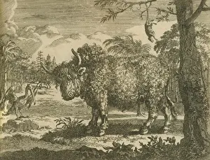 Animals Prints: 17th century depictions of an American bison