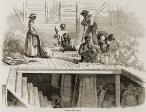 Industrial Revolution Prints: Four 1869 illustrations show processing of Sea Island cotton: packing for market