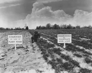 Chemical Prints: 1930 New Deal programs promoted chemical fertilizers for their efficiency and effectiveness