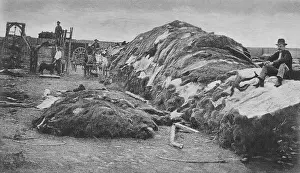 Business Prints: 40, 000 buffalo hides are piled at Rath & Wrights yard in 1878
