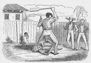 Brutality Prints: An abolitionists image shows an enslaved slaveundergoes a beating with a hickory paddle while helplessly contorting
