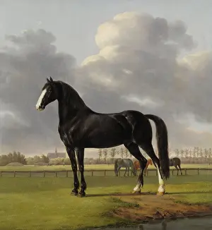 Speed Prints: Adriaan van der Hoop's Trotter De Vlugge (The Fast One) in a Meadow