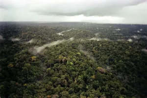 Prints of Aerial photo of Guyana Jungle. FBI photo taken during the investigation of the People's Temple mass suicide. Nov. 1978 October Prints: Aerial photo of Guyana Jungle. FBI photo taken during the investigation of the People's Temple mass suicide