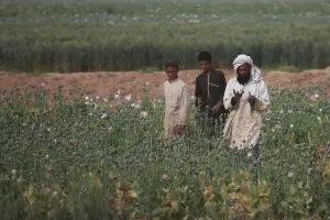 Narcotics Prints: Afghan farmers walk in their poppy fields as harvesting season nears