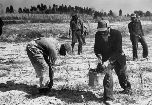 Employment Programs Prints: African American Civilian (CCC) Conservation Corps