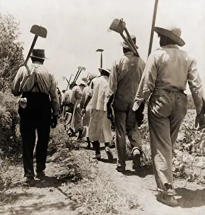 Images Dated 27th January 2009: African American cotton hoers worked from 6 a