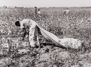 Farming Prints: African American day laborer picking cotton on the Resettlement Administration's Lake Dick Cooperative Association