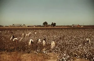 Farming Prints: African American day laborers picking cotton near Clarksdale