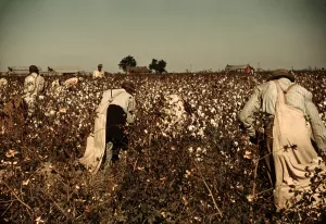 Farming Prints: African American day laborers picking cotton near Clarksdale