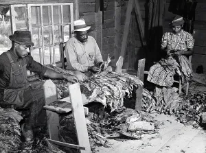North Carolina Prints: An African American family of farmers