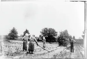 Images Dated 30th December 2008: African American farmers, three women and one man, hoeing a field. Georgia, ca. 1899