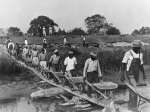 Louisiana Prints: Fifteen African American laborers with wheel barrels hauling dirt to build a levee in Louisiana in 1935 as four whites
