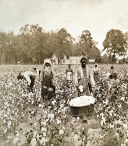 African American Prints: African American men, women, and children, employed as cotton pickers in Georgia, 1898