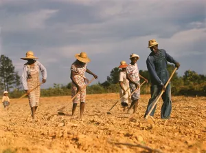 Farming Prints: African American men and women chopping (weeding) cotton on rented land near White Plains