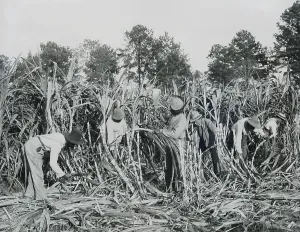 Students Prints: African American students cutting sugar cane