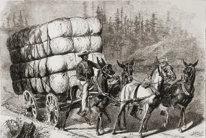 Farming Prints: African American teamster transporting a heavy load of twenty eight bales of cotton to market