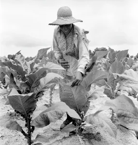 Negro Prints: African American woman farming