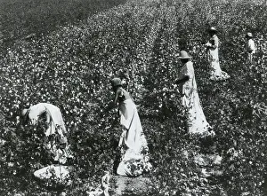 Louisiana Prints: Four African American women picking cotton in Tallulah