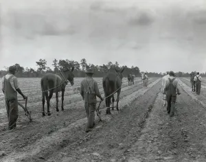 Mules Prints: African Americans cultivating cotton