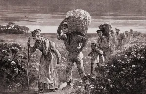 Farming Prints: African Americans leaving a cotton field after a day of picking in the U