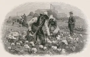 Smokestacks Prints: African Americans pick cotton under the supervision of an idle white gentleman