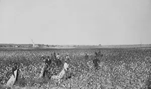 Mounted Prints: African Americans picking cotton in an Oklahoma field