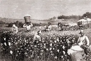 Farming Prints: African Americans picking cotton in the U
